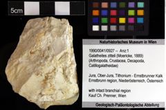 Foto (Objket + Etiketten) von Galatheites zitteli (Moericke, 1889) 